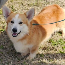 Kairo - Pembroke Welsh Corgi