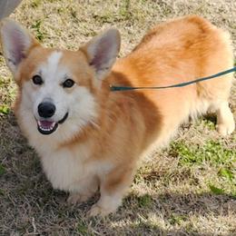 Kairo - Pembroke Welsh Corgi