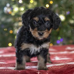 Elbrus - Sweet Female - Phantom female Bernedoodle puppy in Eureka, Illinois from Joley Aire Family Dogs