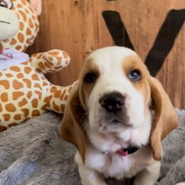 Basset Hound Puppies from Baggy Butt Bassets