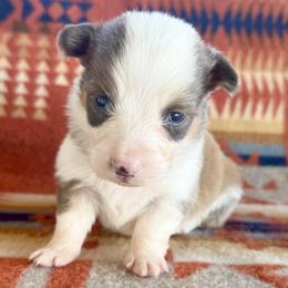 Rufus - Sable male Pembroke Welsh Corgi puppy in Okeechobee, Florida from HotShot Kennels