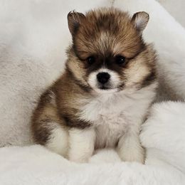 Samson - Black and tan parti male Pomeranian puppy in Cleveland, Tennessee from Deborah's Darlings