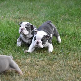 English Bulldog Puppies from Raise The Woof Bulldogs