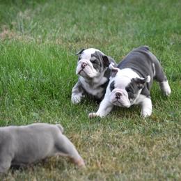English Bulldog Puppies from Raise The Woof Bulldogs