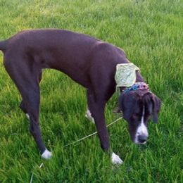 Great Danes from Lightfoot Danes