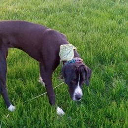 Great Danes from Lightfoot Danes