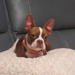 JellyBean - Boston Terrier