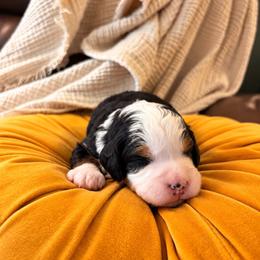 Sourdough - Tri-color female Bernedoodle puppy in Travelers Rest, South Carolina from Bernedoodle.do