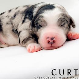 Curt - male Australian Mountain Doodle puppy in Tipton, Indiana from Country Creek Doodles