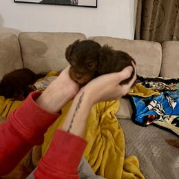 Bernedoodle and Cavapoo Puppies from Lawler’s Legacy Litters