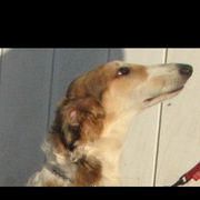 Grace - Borzoi