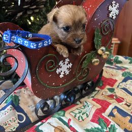Prancer - Liver male Yorkshire Terrier puppy in Hardeeville, South Carolina from Pups of the Lowcountry