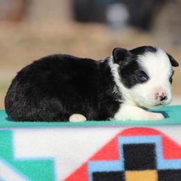 Charlotte - Black & white female Miniature Australian Shepherd puppy in Quapaw, Oklahoma from Rocky Hill Aussies