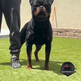 Grim - Rottweiler