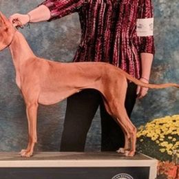 Pharaoh Hounds from Th'Reasn Pharaoh Hounds