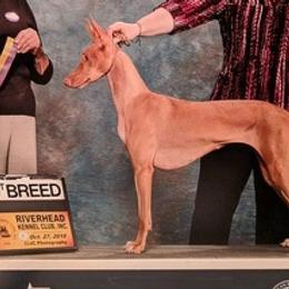 Pharaoh Hounds from Th'Reasn Pharaoh Hounds