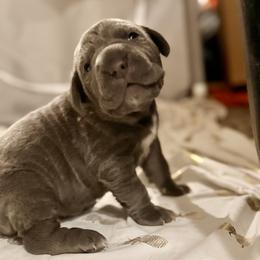 Cyan - Blue male Neapolitan Mastiff puppy in Ramona, California from San Diego Mastiff