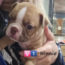 Pup3 is Girl 1- Winnie - Red female Boston Terrier puppy in Versailles, Indiana from Benhams Bostons
