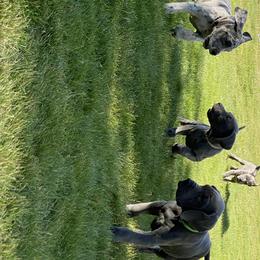 Great Dane Puppies from Delphi Danes