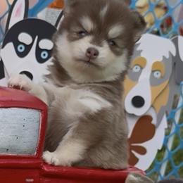 Candy - Red and white female Pomsky puppy in Spring Hill, Florida from PDQ Pomskies