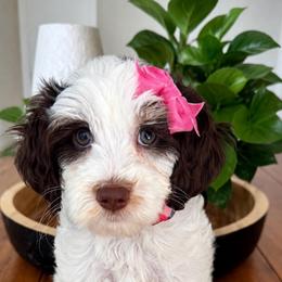 Girl Chocolate Parti - Chocolate female Goldendoodle puppy in Midlothian, Virginia from RVA DOODLES, LLC