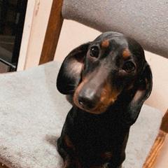 Princess - Dachshund
