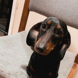 Princess - Dachshund