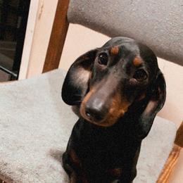 Princess - Dachshund
