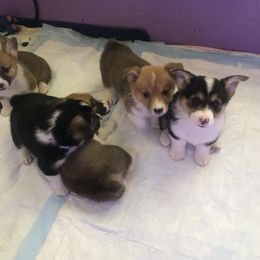 Pembroke Welsh Corgi Puppies from Georgia Corgis of the Westwood Realm