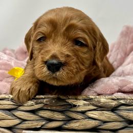 Yellow Female - Apricot female Goldendoodle puppy in Great Falls, Montana from Montana Goldendoodles