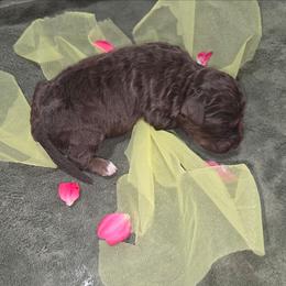 Skywalker - Brown merle female Aussiedoodle puppy in Cumberland, Rhode Island from W Doodle Crew