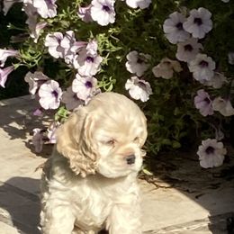 Cocker Spaniel Puppies from Doc's Cockers
