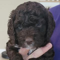 Spanish Water Dogs from Windmills Dog Ranch