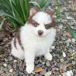 Ferrari - Red and white female Pomsky puppy in Ravena, New York from Osiris’s Siberians & Pomskies