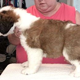 Saint Bernard Puppies from Wintercrest St. Bernards