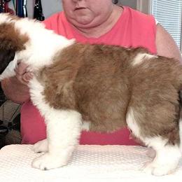 Saint Bernard Puppies from Wintercrest St. Bernards