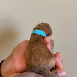 Blue Mini - Red  male Goldendoodle puppy in Winston Salem, North Carolina from Shihtzuandoodlenc.LLC