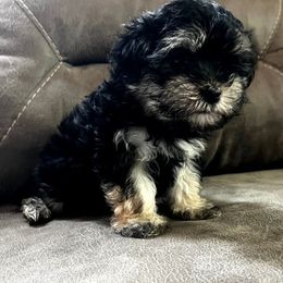Black and tan female - Black and tan female Morkie puppy in Madelia, Minnesota from Prairie Farms