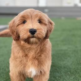 Green - Apricot female Goldendoodle puppy in Medina, Ohio from Farmer Doodles