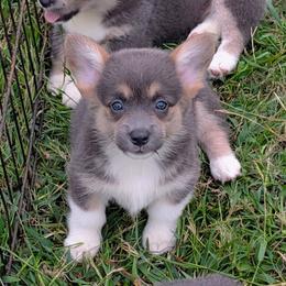 Minnie May Barry - Gray and white female American Corgi puppy in Paden, Oklahoma from Sunray Ranch
