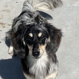 Jelly Bean - Dachshund