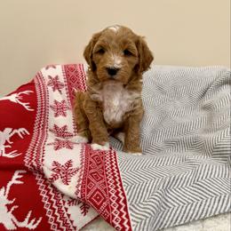 Spruce - Red  male Goldendoodle puppy in Jones, Michigan from KaZoo Doodles