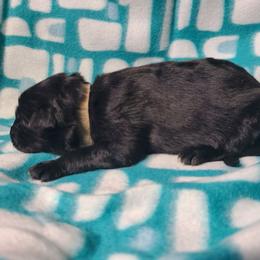 White Collar Male - Black male German Shepherd puppy in Cadet, Missouri from Working Valley Shepherds