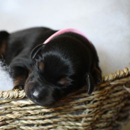 Girl 2 - Black and rust female Doberman Pinscher puppy in Overton, Texas from Obsidian Kennel