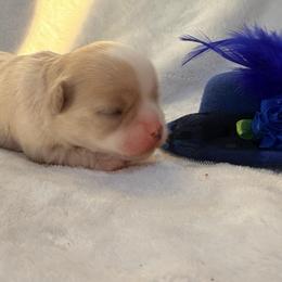 Daisy - Cream female Chihuahua puppy in Seneca, Missouri from Stephanie’s Puppy Colony