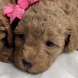 Poodles from Merrell Pups