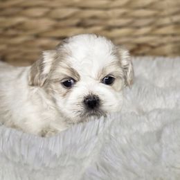Caroline - Cream and white female Shih Tzu puppy in Mountain Grove, Missouri from Precious Puppies