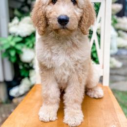 Goldendoodle Puppies from Cane Creek Goldendoodles
