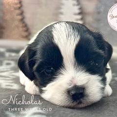 Morkie, Shorkie, and Yorkshire Terrier Puppies from Yorkie and Morkie Boutique