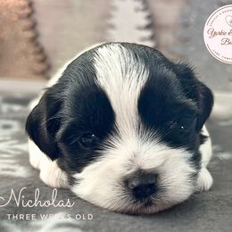 Morkie, Shorkie, and Yorkshire Terrier Puppies from Yorkie and Morkie Boutique
